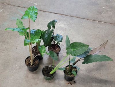 4" Alocasia Assortment